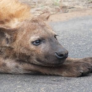 Spotted Hyena