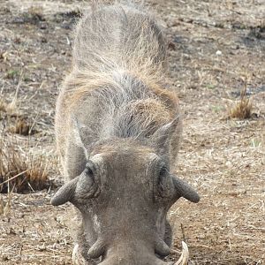 Warthog