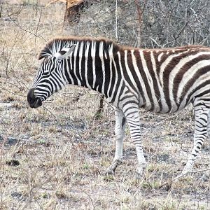 Burchell's Zebra