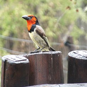 Black Collared Barbet