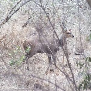 Bushbuck