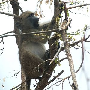 Chacma Baboon