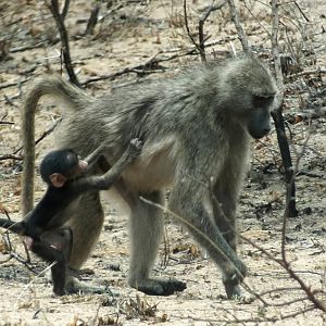 Chacma Baboons
