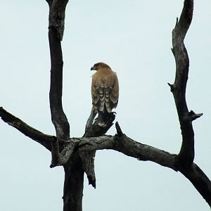 Tawny Eagle