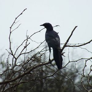 Cape Glossy Starling