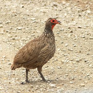 Red-necked Spurfowl
