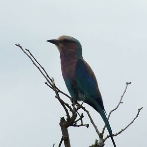 Lilac-breasted Roller