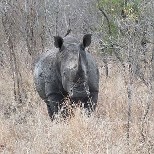 Southern White Rhinoceros