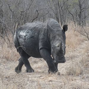 Southern White Rhinoceros
