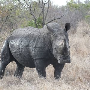 Southern White Rhinoceros