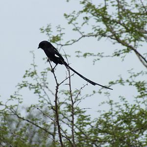 Magpie Shrike