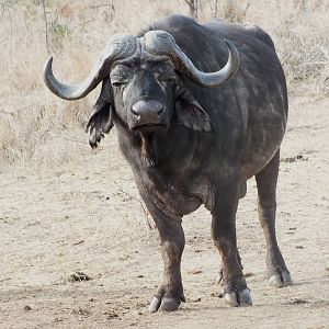 African Buffalo