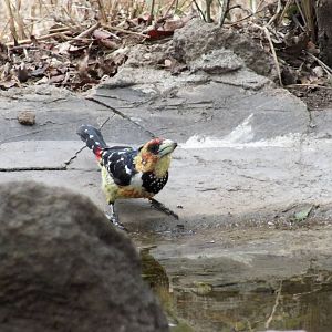 Crested Barbet