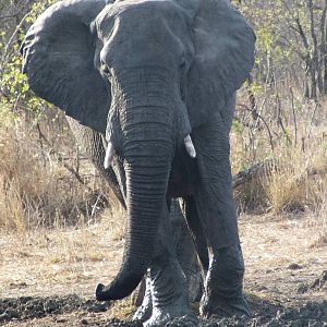 African Elephant