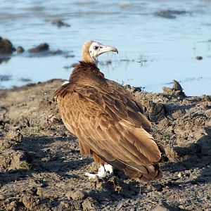 Hooded Vulture