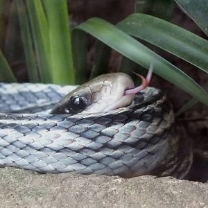Blue Beauty Ratsnake