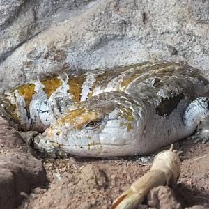Blue-tongue Skink