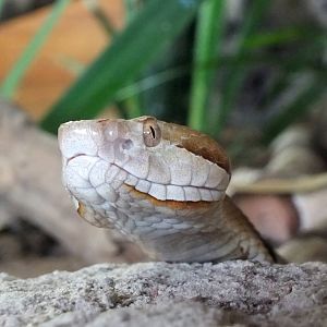 Copperhead