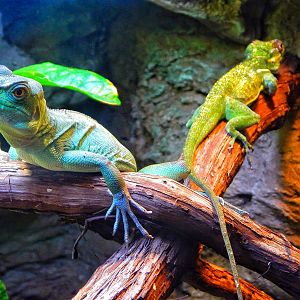 Dec. 2014 - Manatee Springs - Green Basilisk + Knight Anole