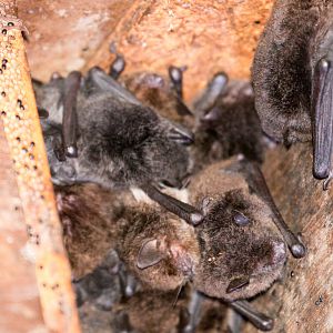 Northern Broadnosed Bat
