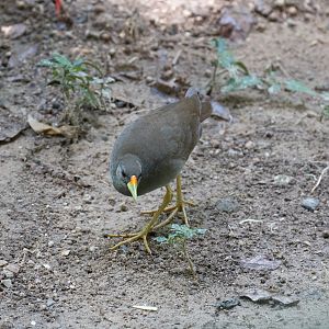 Pale-vented Bush-hen