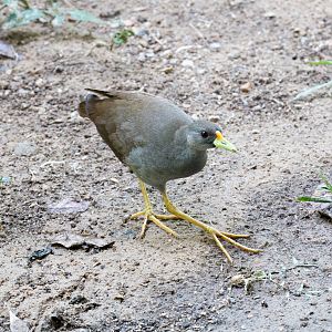 Pale-vented Bush-hen