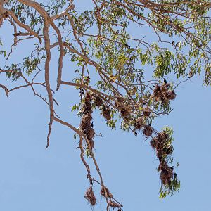 Metallic Starlings and nests