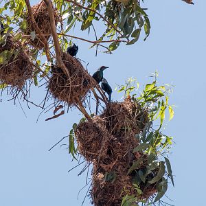 Metallic Starlings and nests