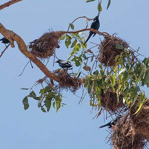 Metallic Starlings and nests