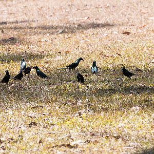 Metallic Starlings