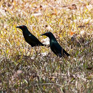 Metallic Starlings