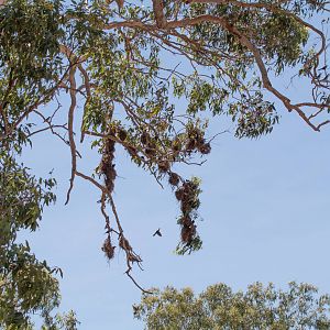 Metallic Starlings and nests