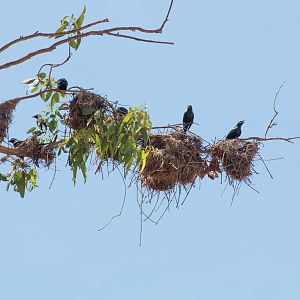 Metallic Starlings and nests