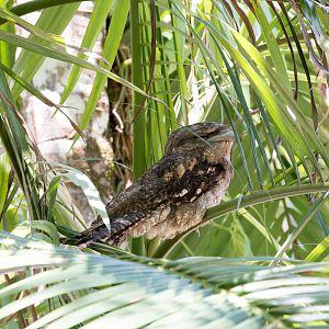 Papuan Frogmouth