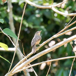 Little Shrike-thrush