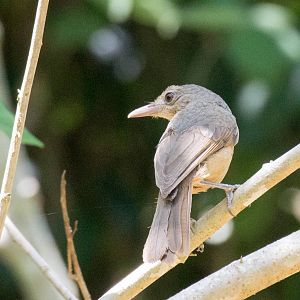 Little Shrike-thrush