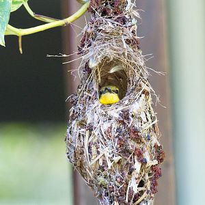 Olive-backed Sunbird female in nest