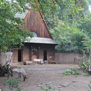 Reindeer paddock