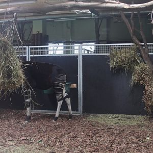 Okapi enclosure