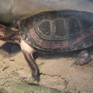 West African Black Forest Turtle (Pelusios niger), October 2014