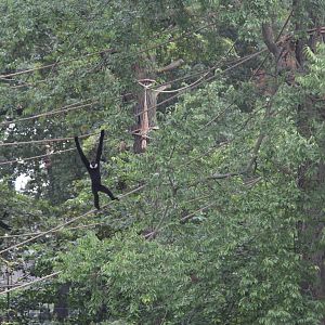 White-cheeked Gibbon (Nomascus leucogenys), October 2014