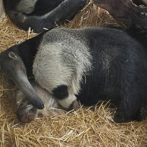 Giant Anteater