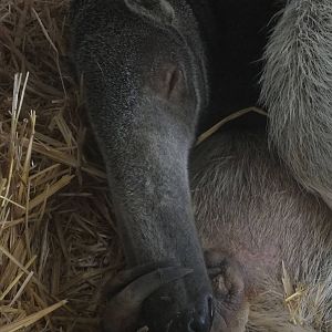 Giant Anteater