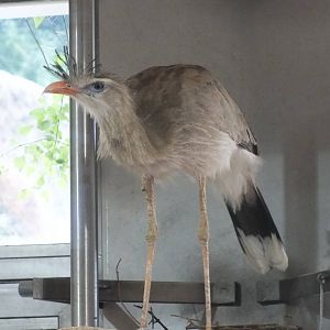 Red-legged Seriema