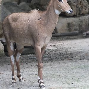 Nilgai (F)