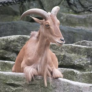 Barbary Sheep