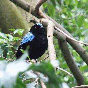 Asian Fairy-bluebird