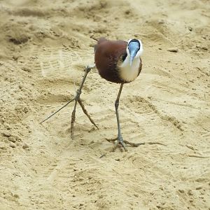 African Jacana