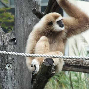 Lar Gibbon