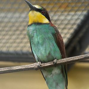 European Bee-eater